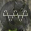Les Tronchiennes Podcast – #4 Squirl